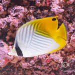 Threadfin-Butterflyfish_L