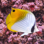 Threadfin-Butterflyfish_L