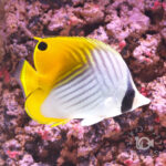 Threadfin-Butterflyfish_L