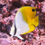 Threadfin-Butterflyfish_L