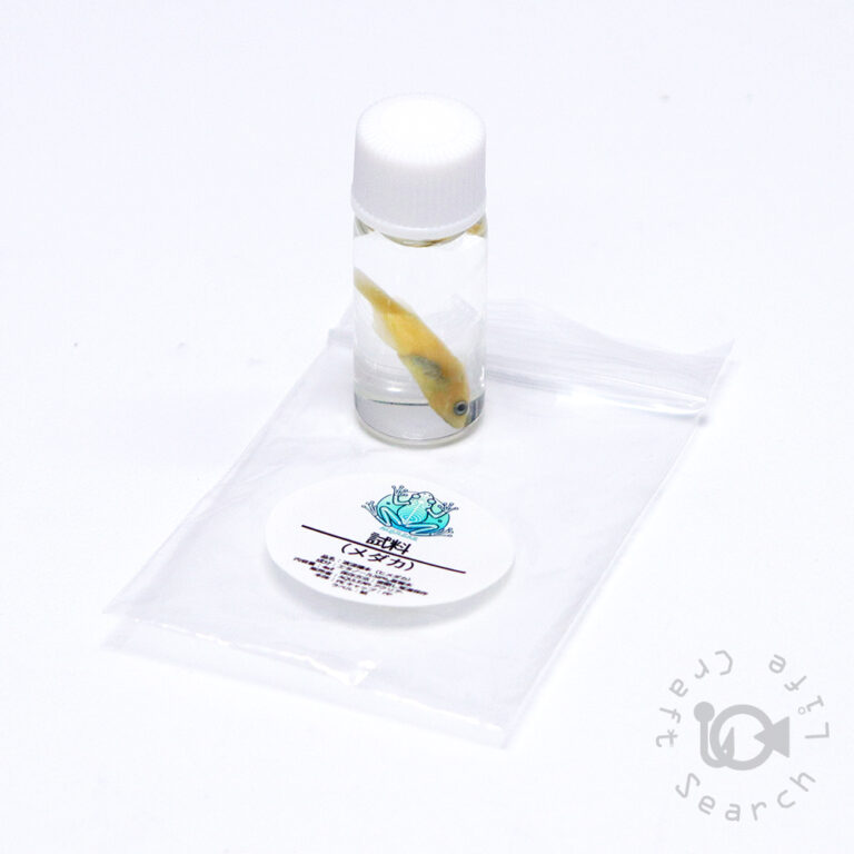 Transparent-Skeletal-Specimen-Kit_mini