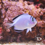 Watanabe-Angelfish_Female_S