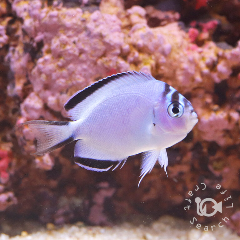 Watanabe-Angelfish_Female_S