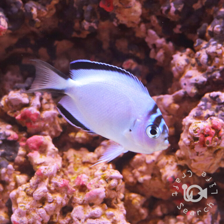 Watanabe-Angelfish_Female_S