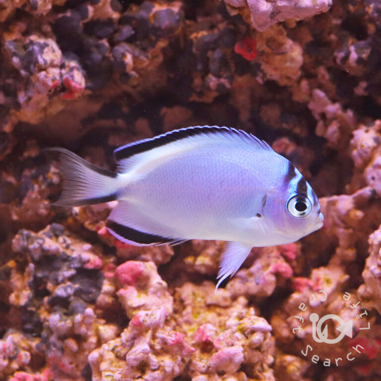 Watanabe-Angelfish_Female_S