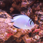 Watanabe-Angelfish_Female_S