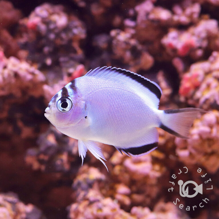 Watanabe-Angelfish_Female_S