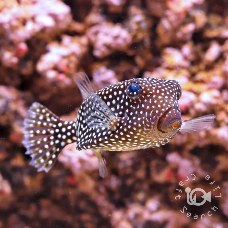 Whitespotted-Boxfish_L