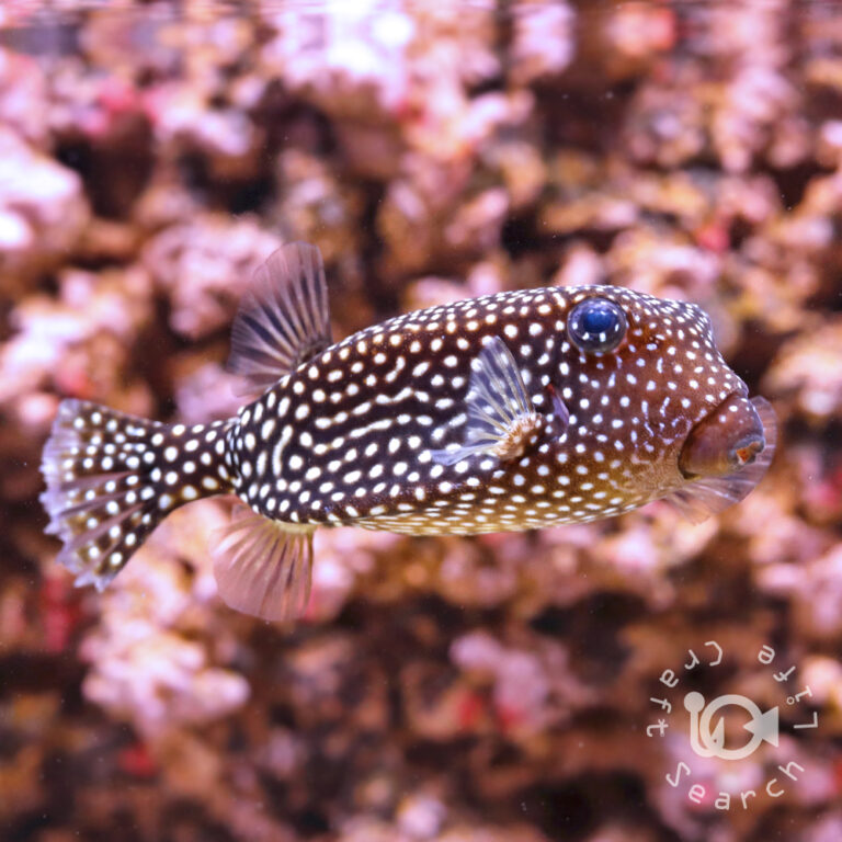 Whitespotted-Boxfish_L