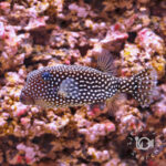 Whitespotted-Boxfish_L