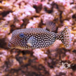 Whitespotted-Boxfish_L