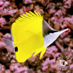 Yellow-Longnose-Butterflyfish