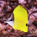 Yellow-Longnose-Butterflyfish