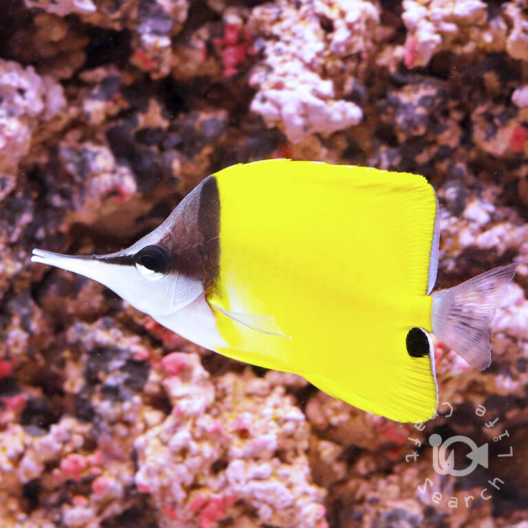 Yellow-Longnose-Butterflyfish