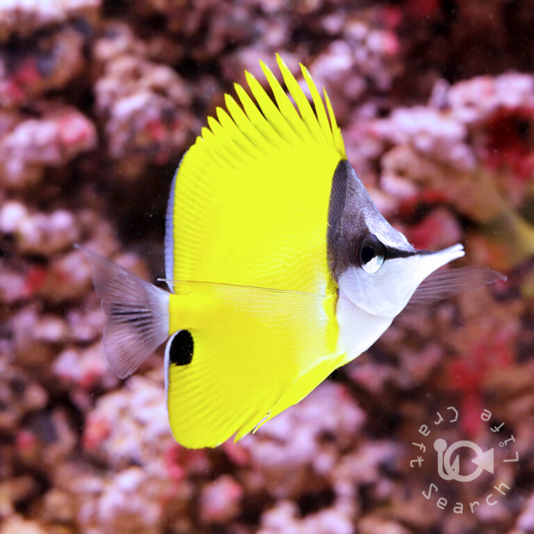 Yellow-Longnose-Butterflyfish