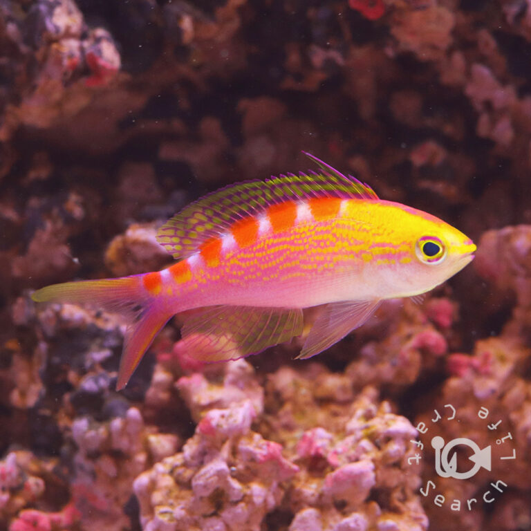 Yellowspotted-Anthias