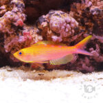 Yellowspotted-Anthias