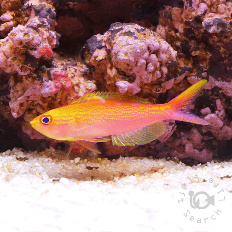 Yellowspotted-Anthias