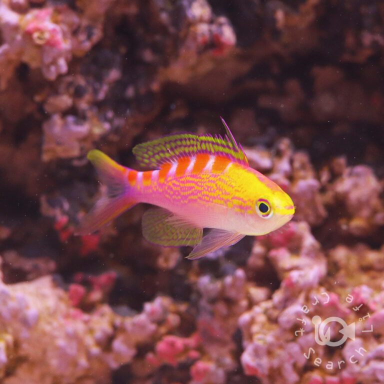 Yellowspotted-Anthias