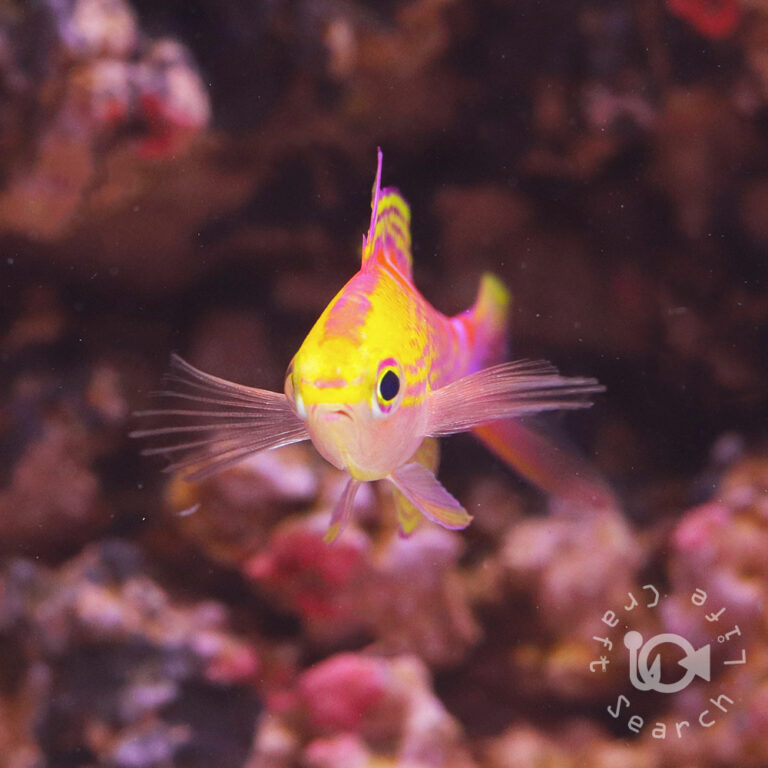 Yellowspotted-Anthias