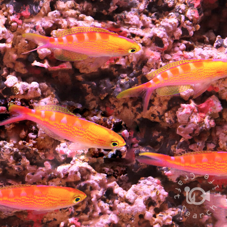 Yellowspotted-Anthias