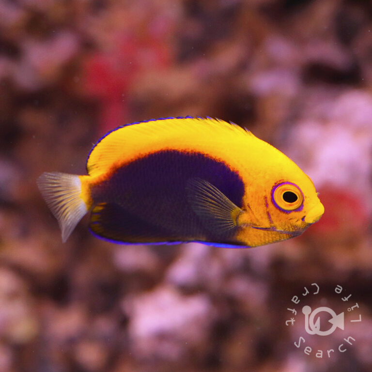 African-Pygmy-Angelfish