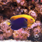 African-Pygmy-Angelfish