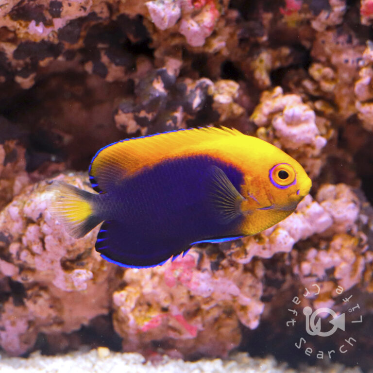 African-Pygmy-Angelfish