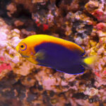 African-Pygmy-Angelfish