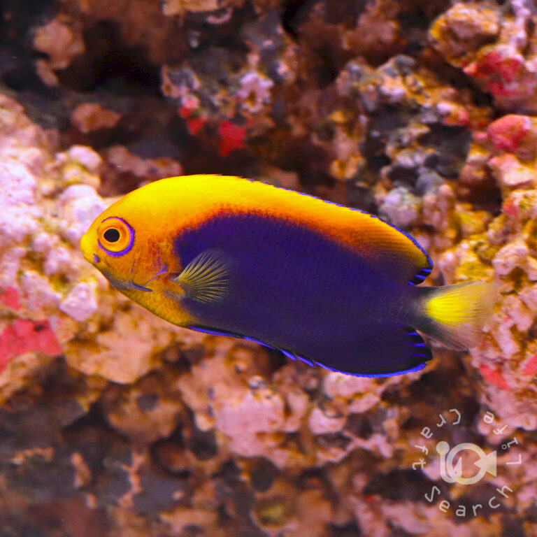 African-Pygmy-Angelfish