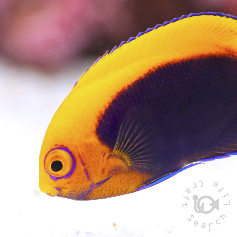 African-Pygmy-Angelfish