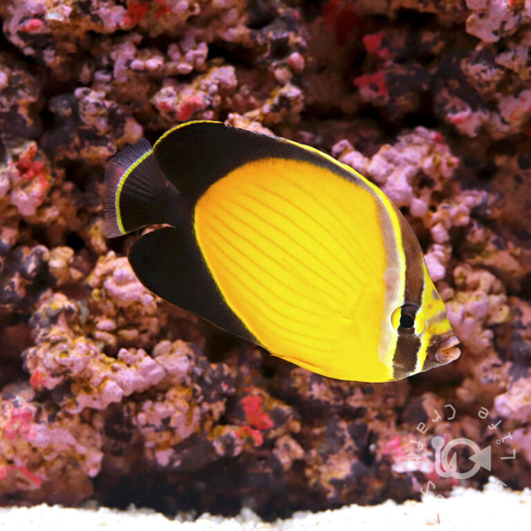 Arabian-Butterflyfish_250910
