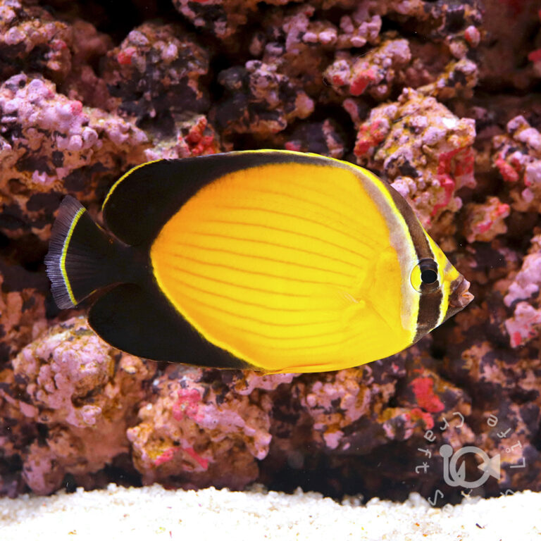 Arabian-Butterflyfish_250910