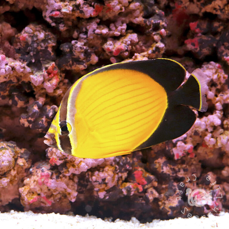 Arabian-Butterflyfish_250910