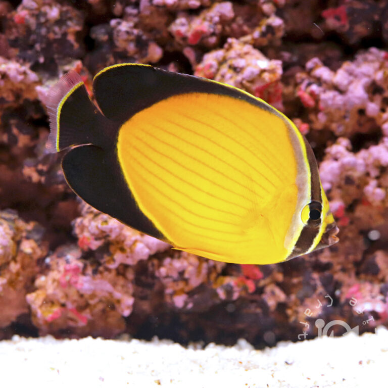 Arabian-Butterflyfish_250910