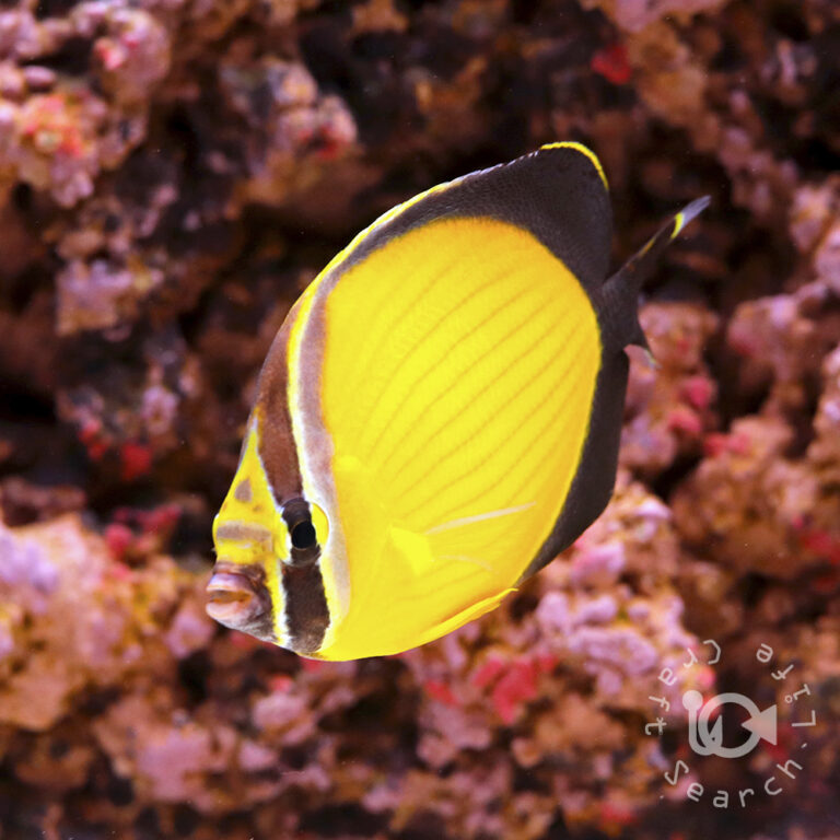 Arabian-Butterflyfish_250910