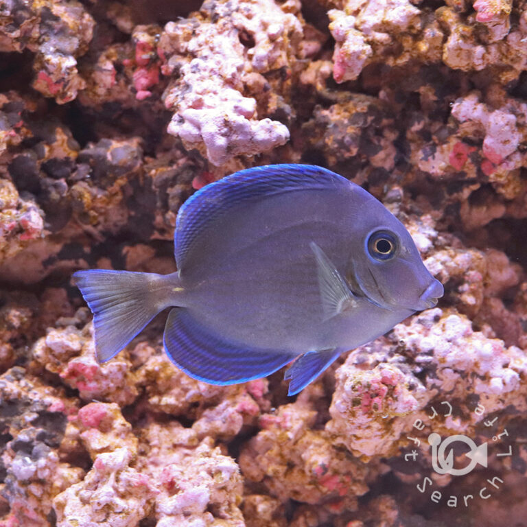 Atlantic-Blue-Tang_S