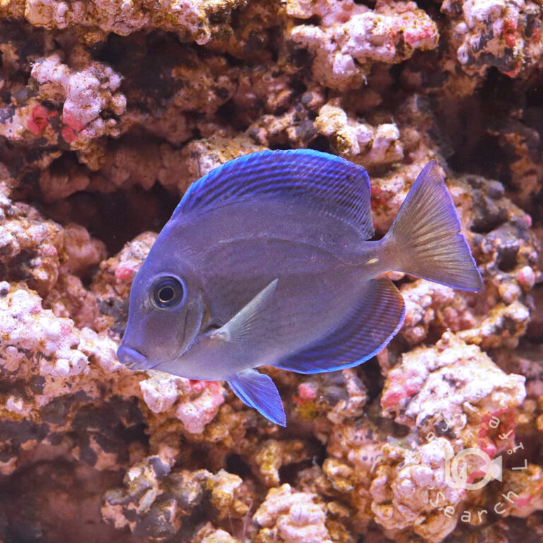 Atlantic-Blue-Tang_S