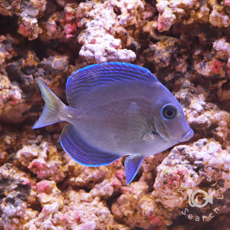 Atlantic-Blue-Tang_S