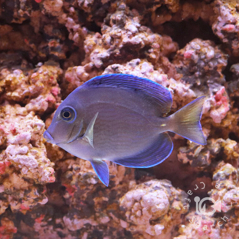 Atlantic-Blue-Tang_S
