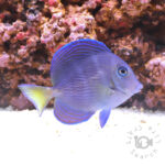 Atlantic-Blue-Tang_M