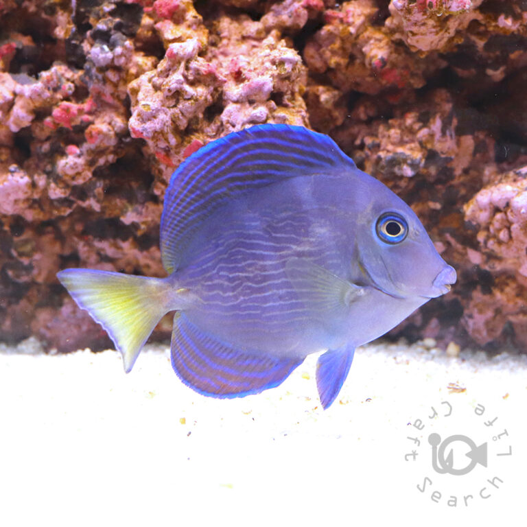 Atlantic-Blue-Tang_M