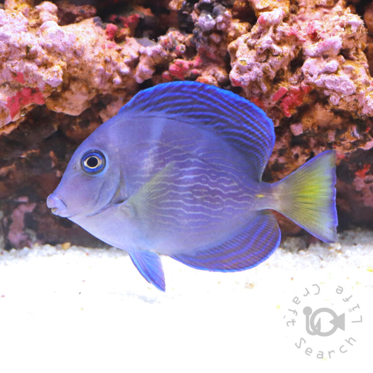 Atlantic-Blue-Tang_M