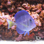 Atlantic-Blue-Tang_M