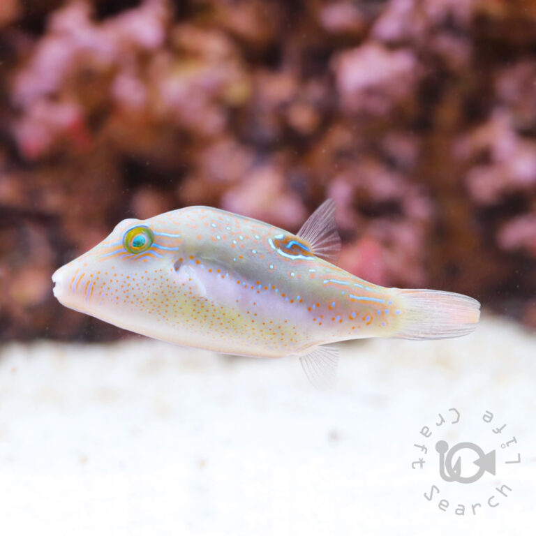 Bennetts-Sharpnose-Puffer