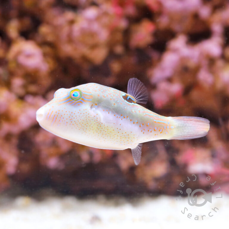 Bennetts-Sharpnose-Puffer