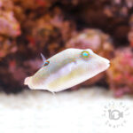 Bennetts-Sharpnose-Puffer