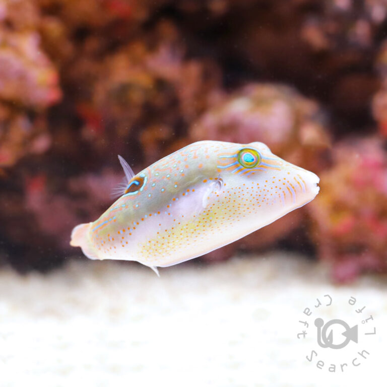 Bennetts-Sharpnose-Puffer