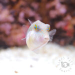 Bennetts-Sharpnose-Puffer