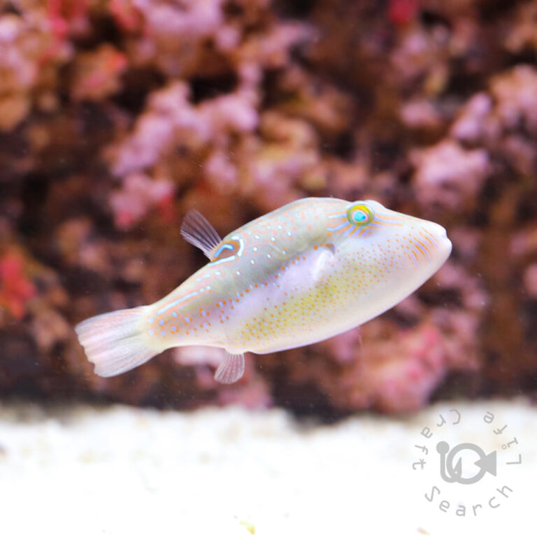 Bennetts-Sharpnose-Puffer
